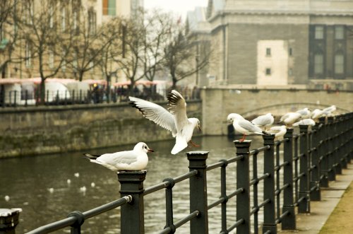 Berlino