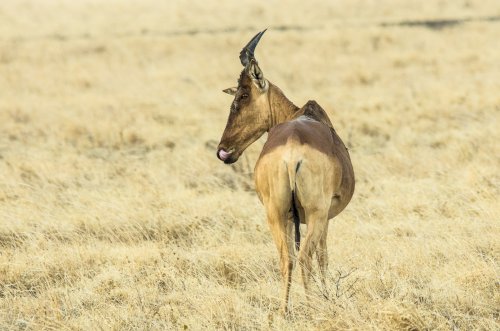 Kenya