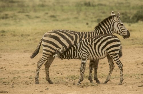 Kenya