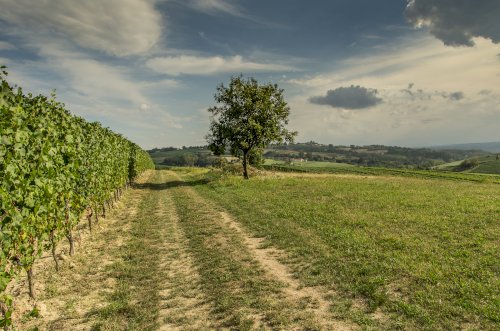 Langhe
