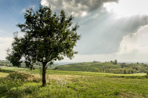 Langhe