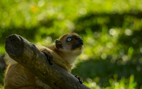 Madagascar