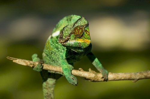 Madagascar