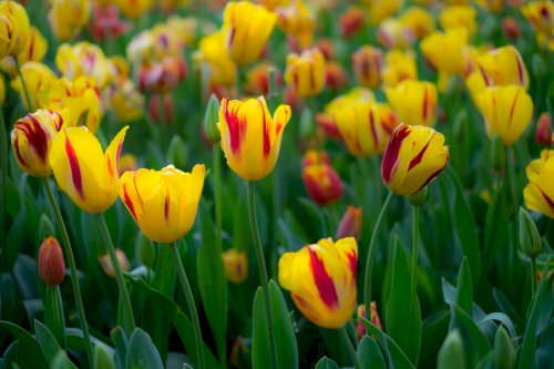 Tulipani