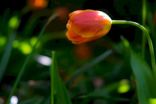Tulipani
