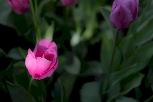 Tulipani