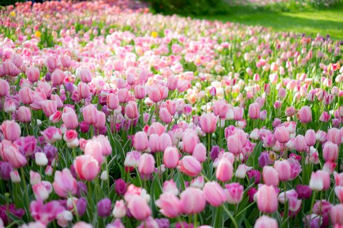 Tulipani