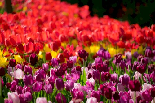 Tulipani