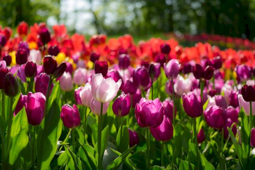 Tulipani