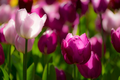 Tulipani