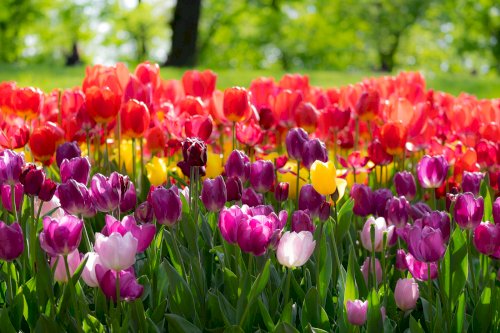 Tulipani