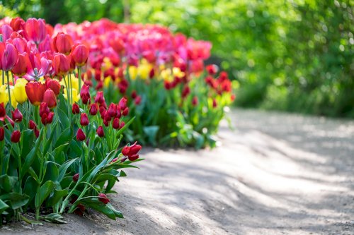 Tulipani