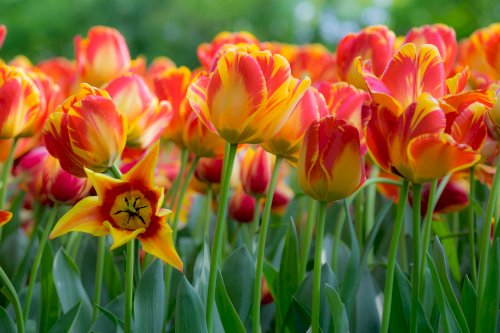 Tulipani