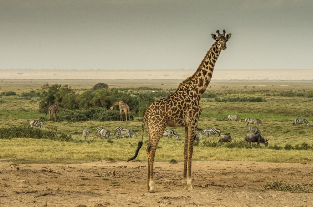 Kenya