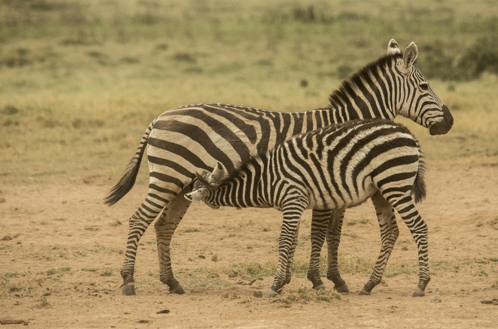 Kenya