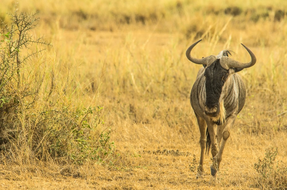 Kenya