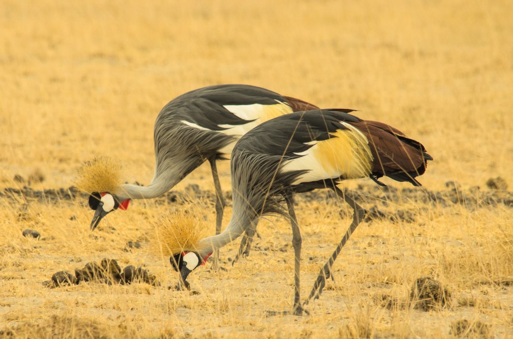 Kenya