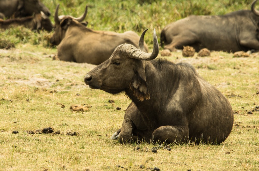 Kenya