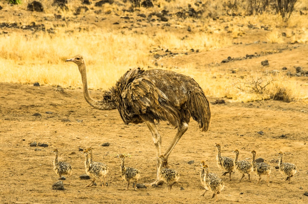 Kenya