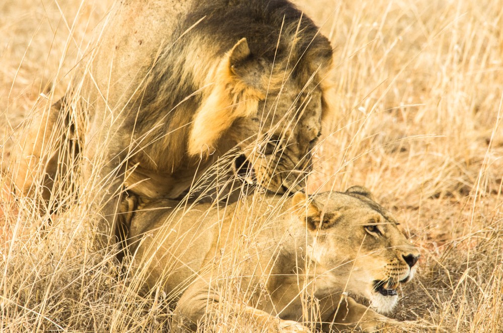 Kenya
