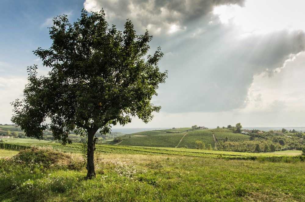 Langhe