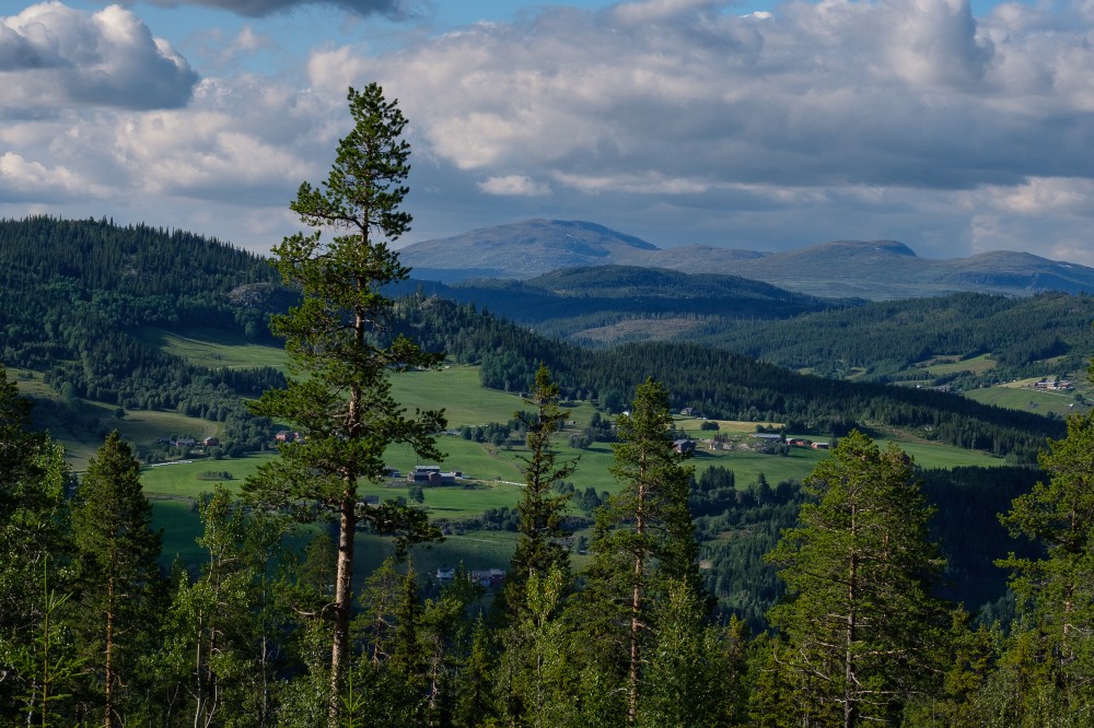 Norvegia