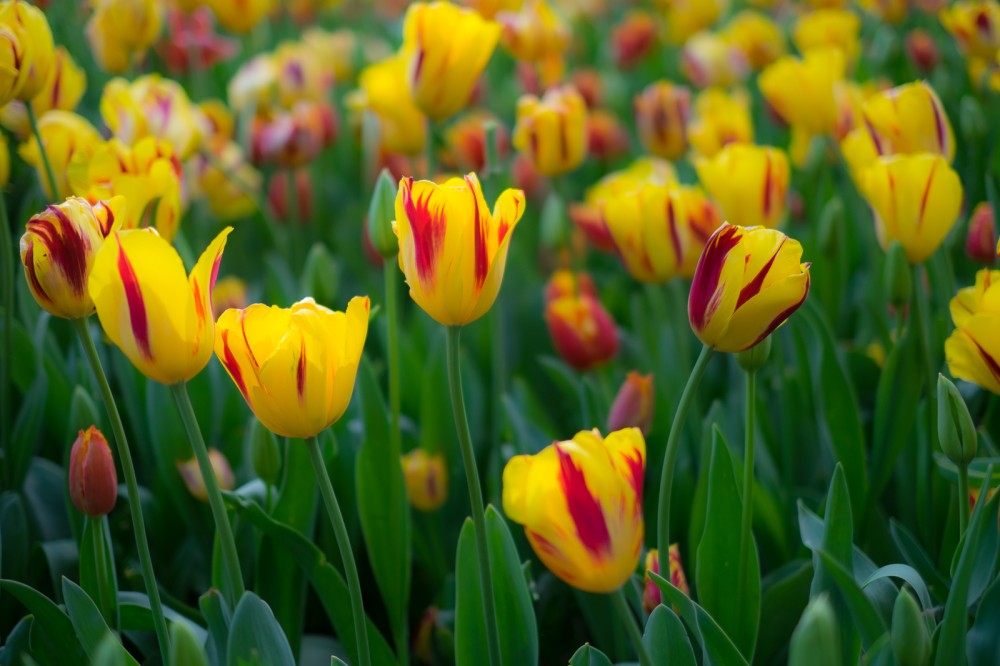 Tulipani
