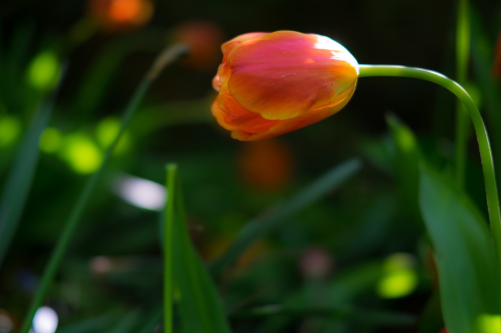 Tulipani