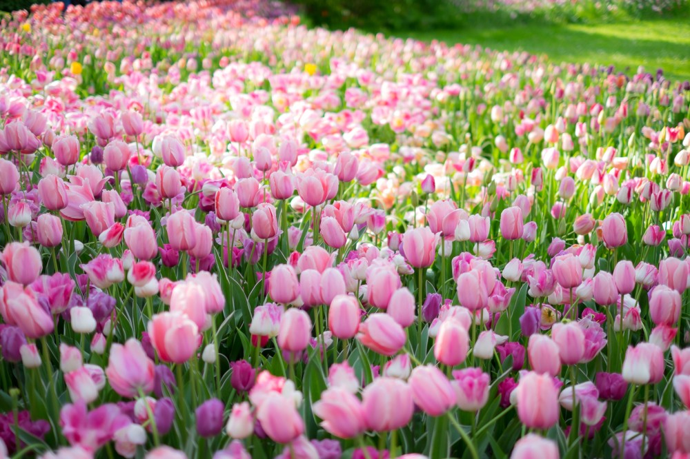Tulipani