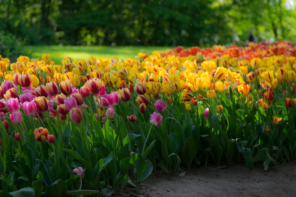 Tulipani