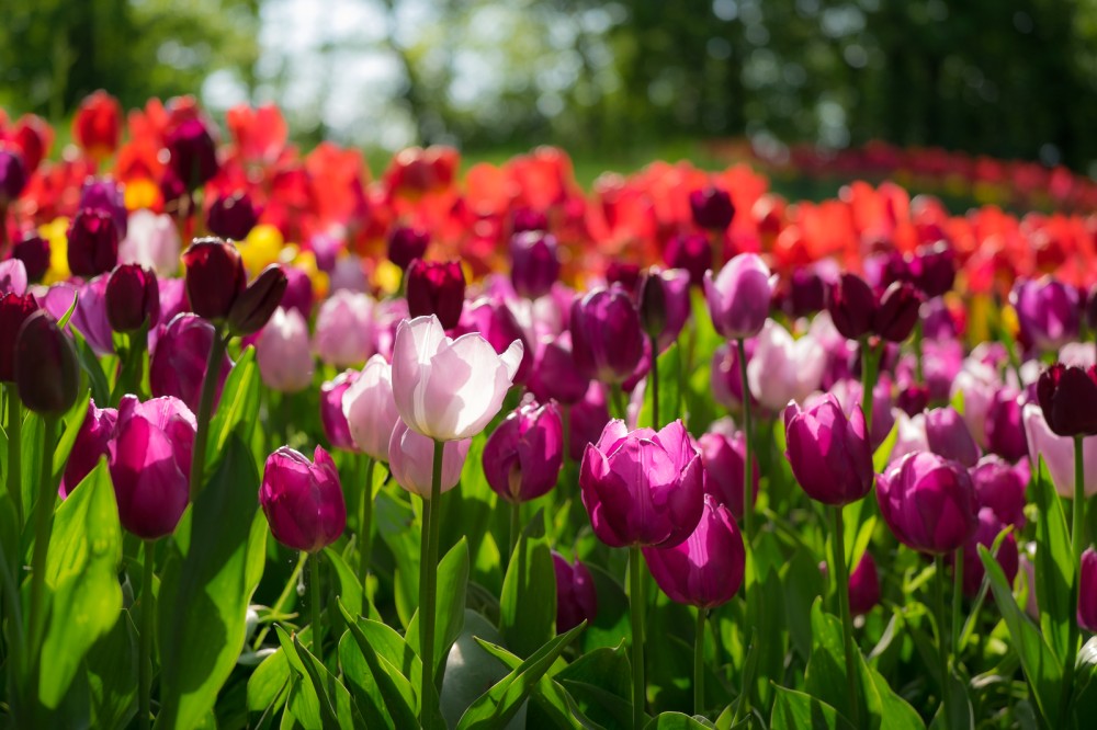 Tulipani