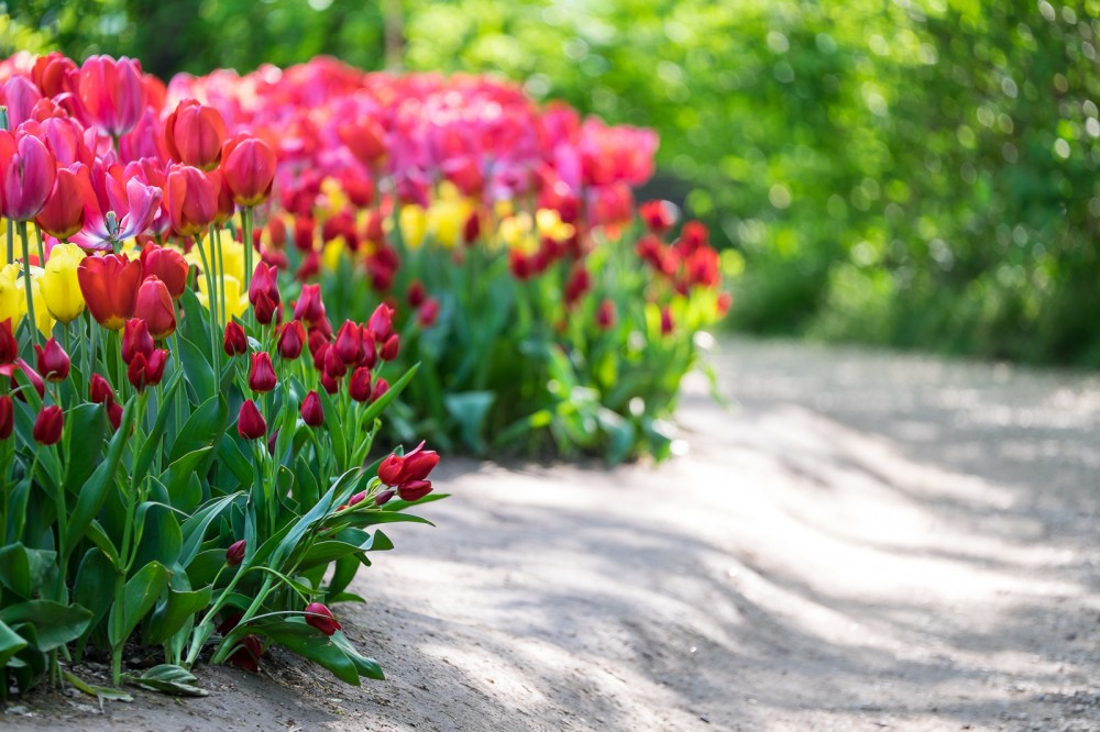 Tulipani